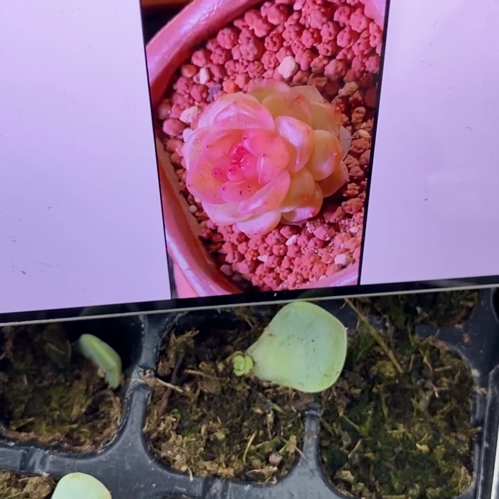 穴盘麻子美人芽苗一个多肉