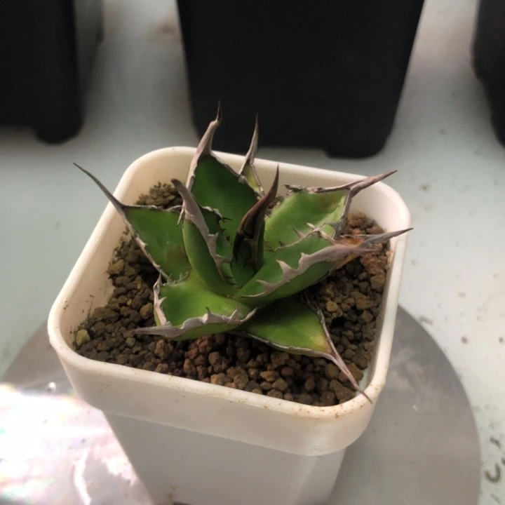 姬霍利达龙舌兰包邮非偏远