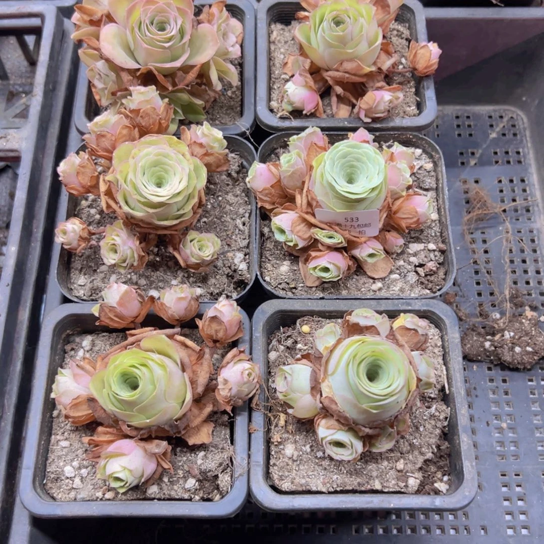 533 山地玫瑰基地无售后