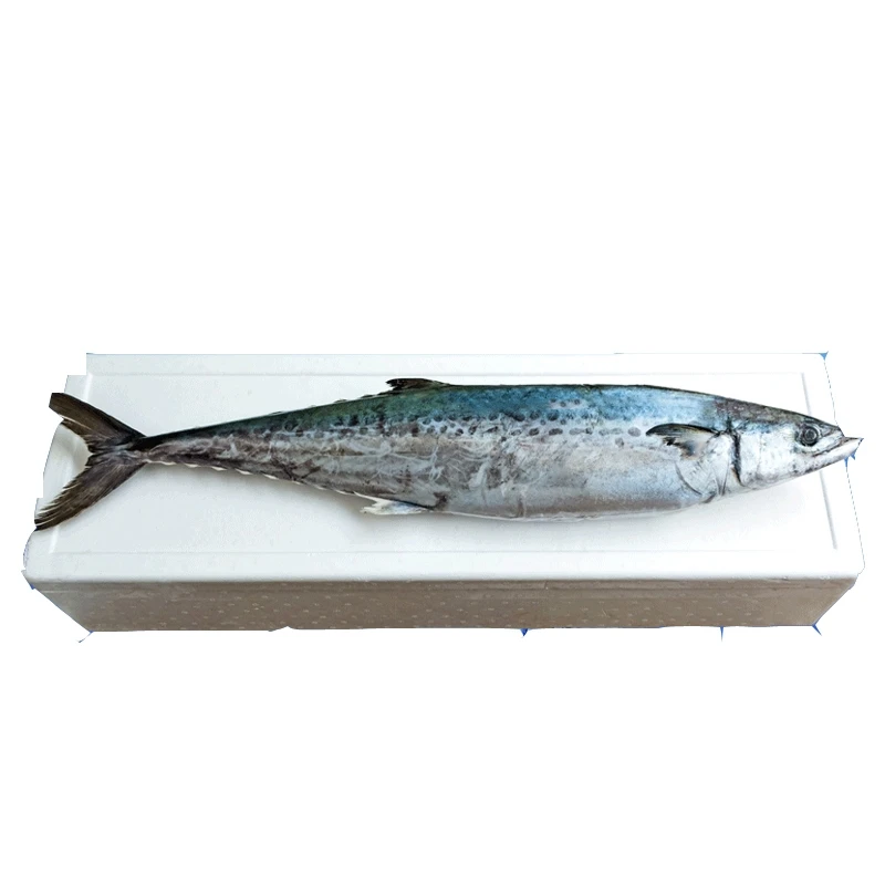 大鲅鱼礼盒大鲅鱼礼盒装鲅鱼新鲜冷冻整条马鲛鱼鲜活速冻马交鱼