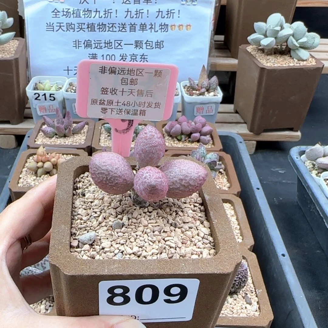 809服部多肉植物
