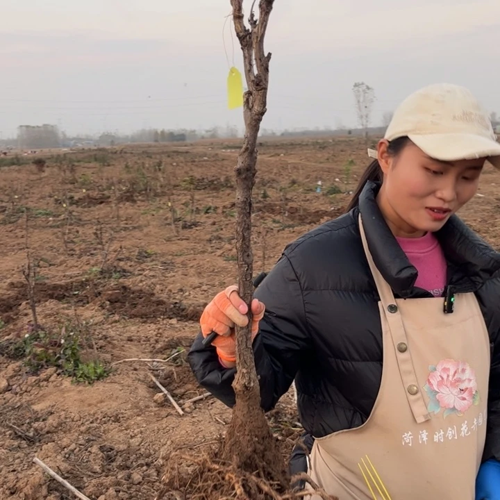 【闪购商品】当前无花栽培后可以开花黄冠