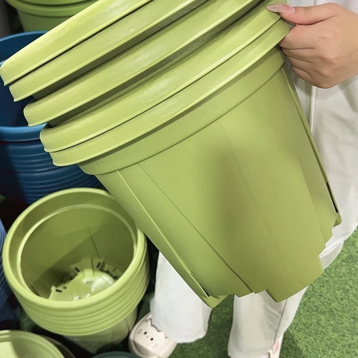 特价青山口32高28果绿无托5只