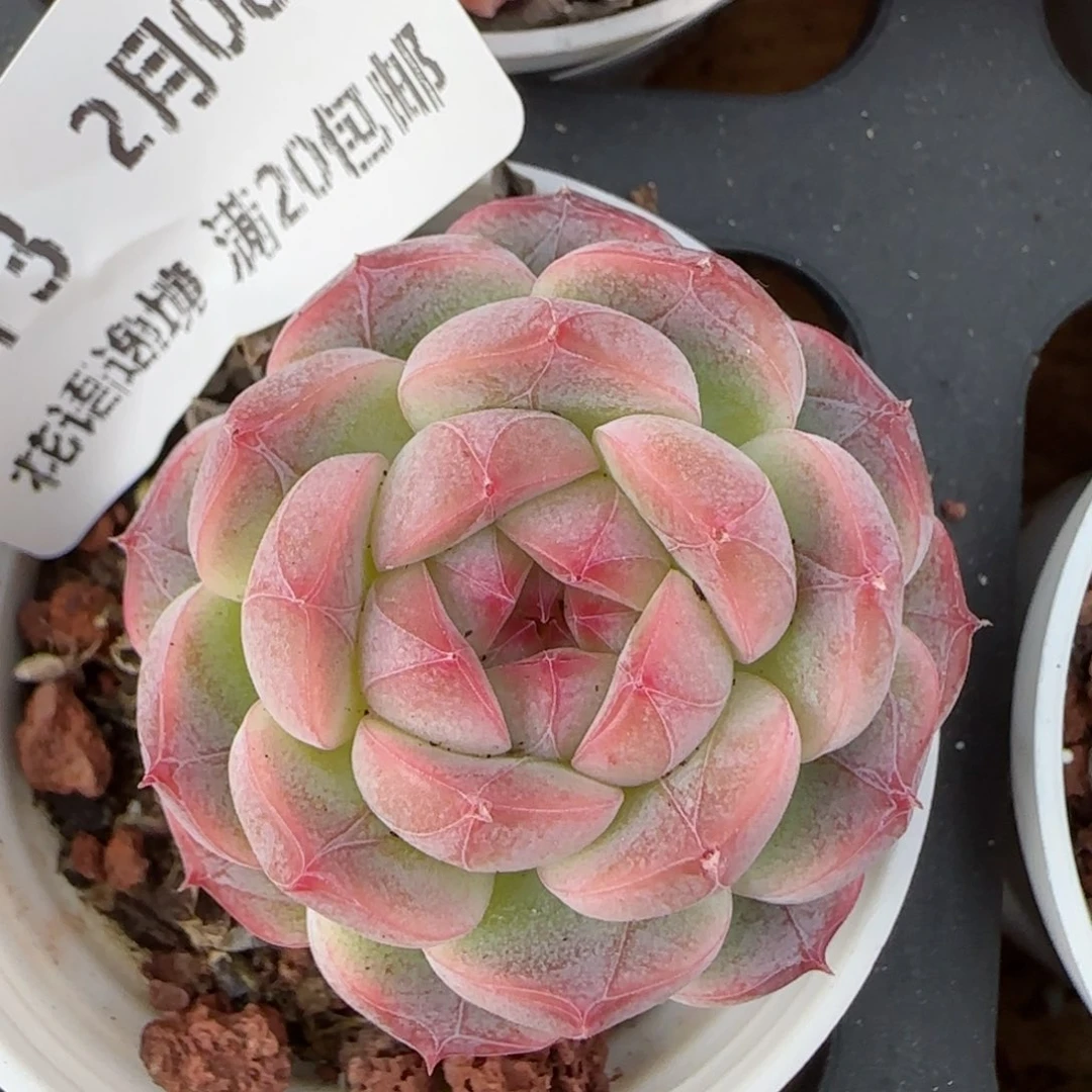 花语逸镜0208-613