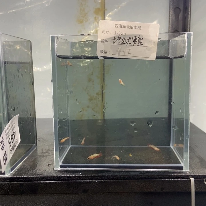 斗鱼包活不包损所见即所得486