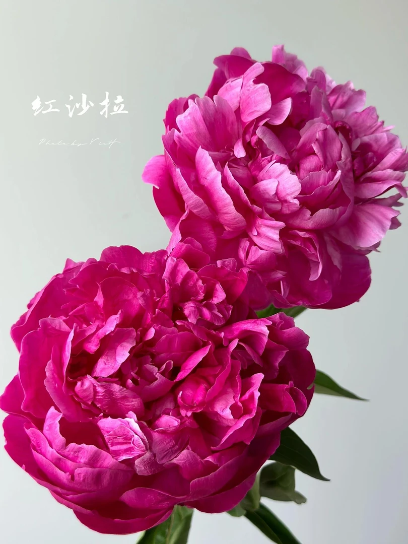 婵之语优选    沙拉芍药鲜切花