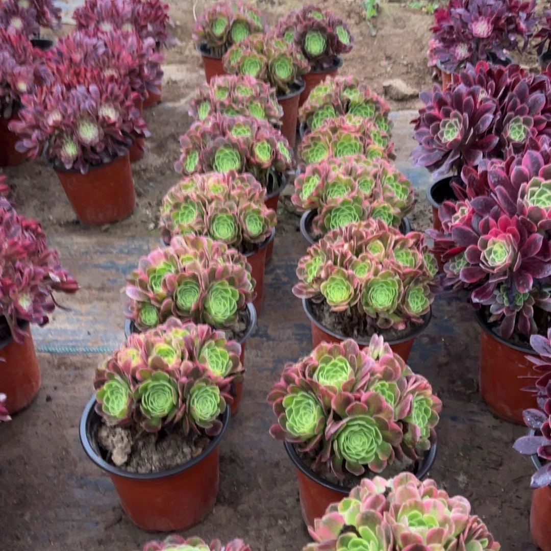 奶白绣球9.9多肉植物