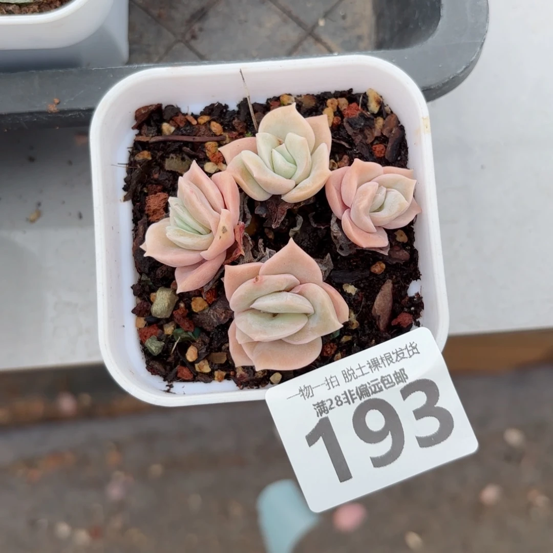 可爱玫瑰不包整无盆土发货