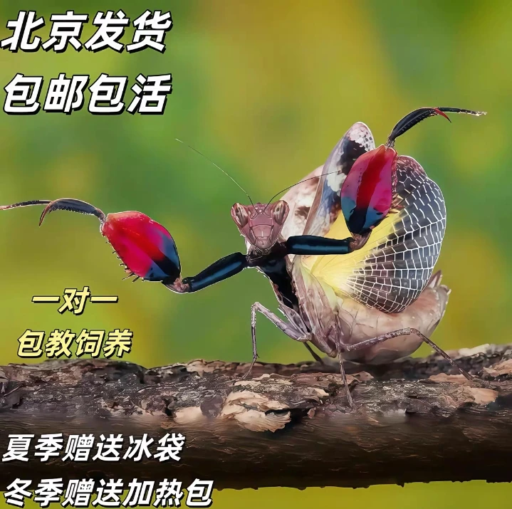 巨腿螳螂霍氏巨腿螳螂拳击螳螂宠物螳螂昆虫儿童礼物懒人宠物