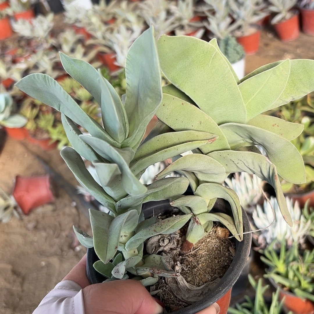 多肉植物神刀多肉
