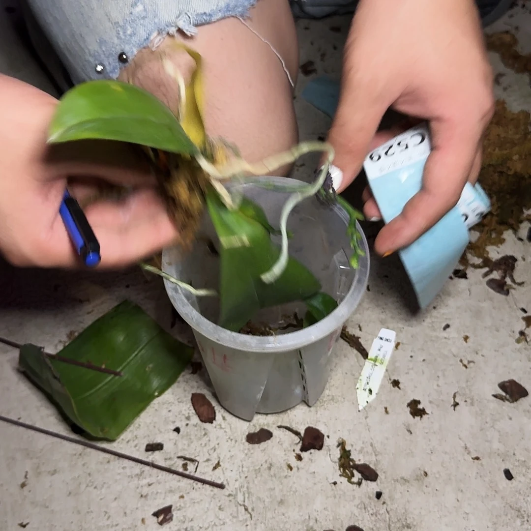 完全开放C529不售后