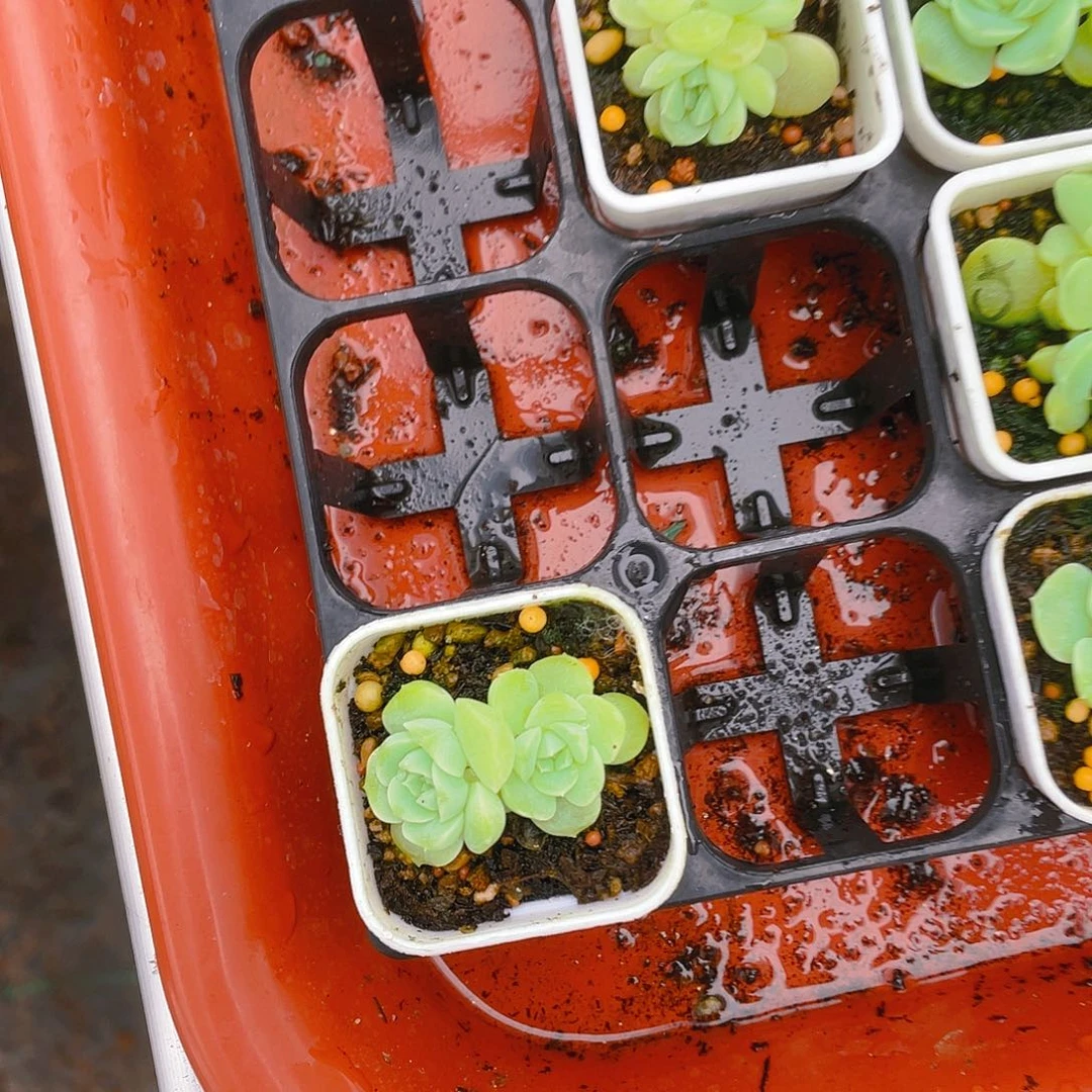 ?****?苍雪中盆一个满25包邮