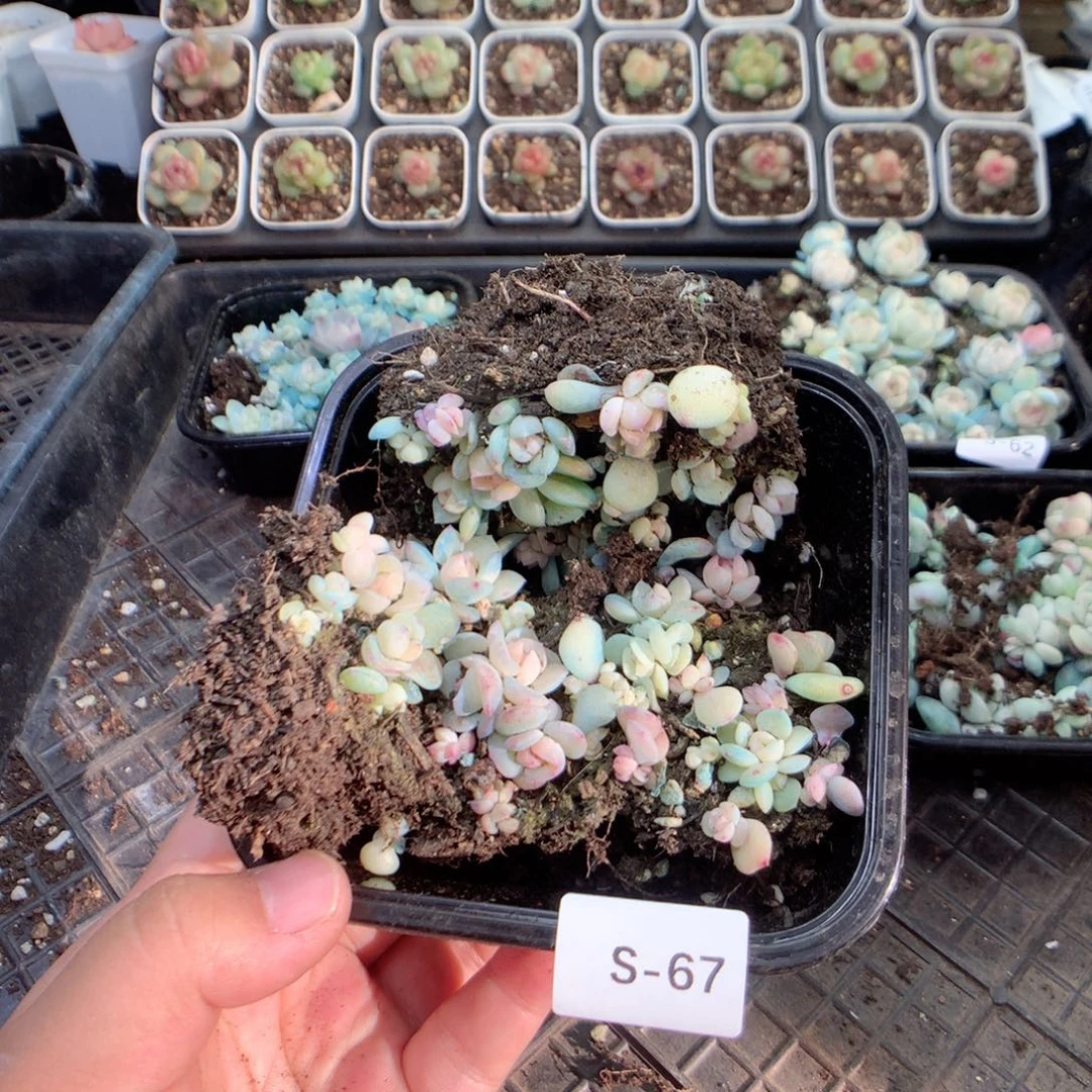 无花朵S67月英语英语英语