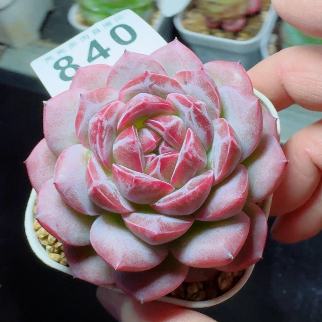 紫嫣      愿你一路坦途，乘风破浪展宏图