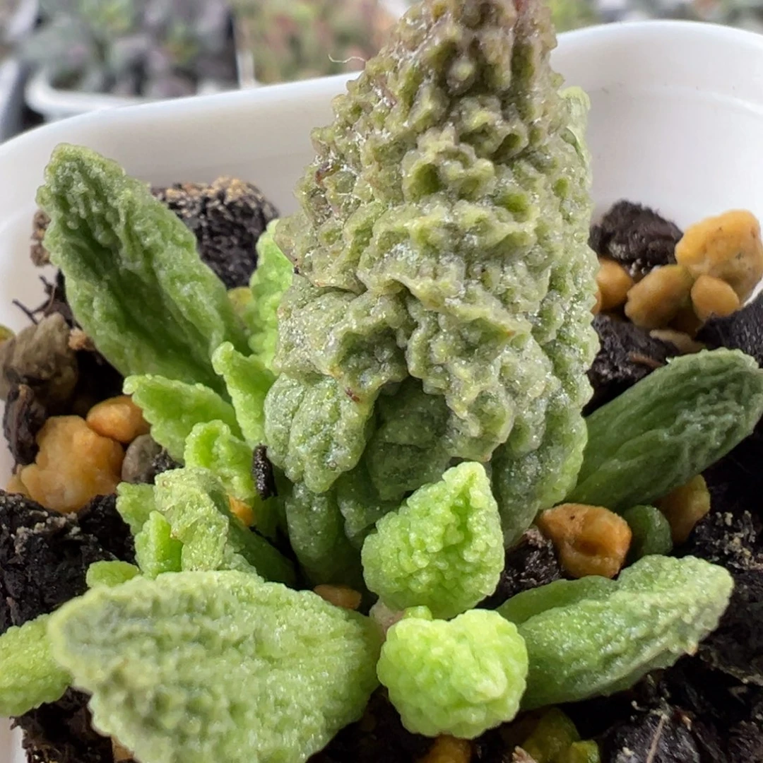 w油亮颗粒款实生新品