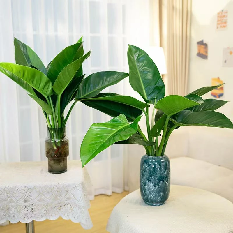 【买一送一】大金钻大叶水培绿植到手2株高50cm-60cm