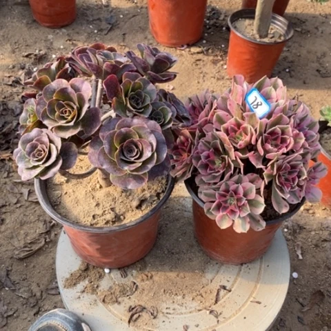 两颗法师一物一拍