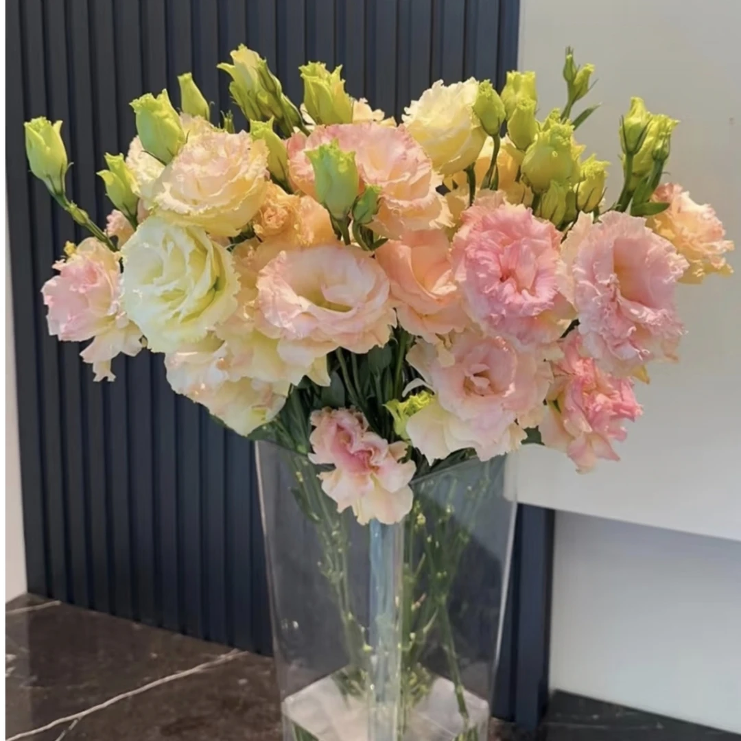 【香槟色洋桔梗】【叁叁】 鲜花收到先醒花~云南鲜花批发基地直发