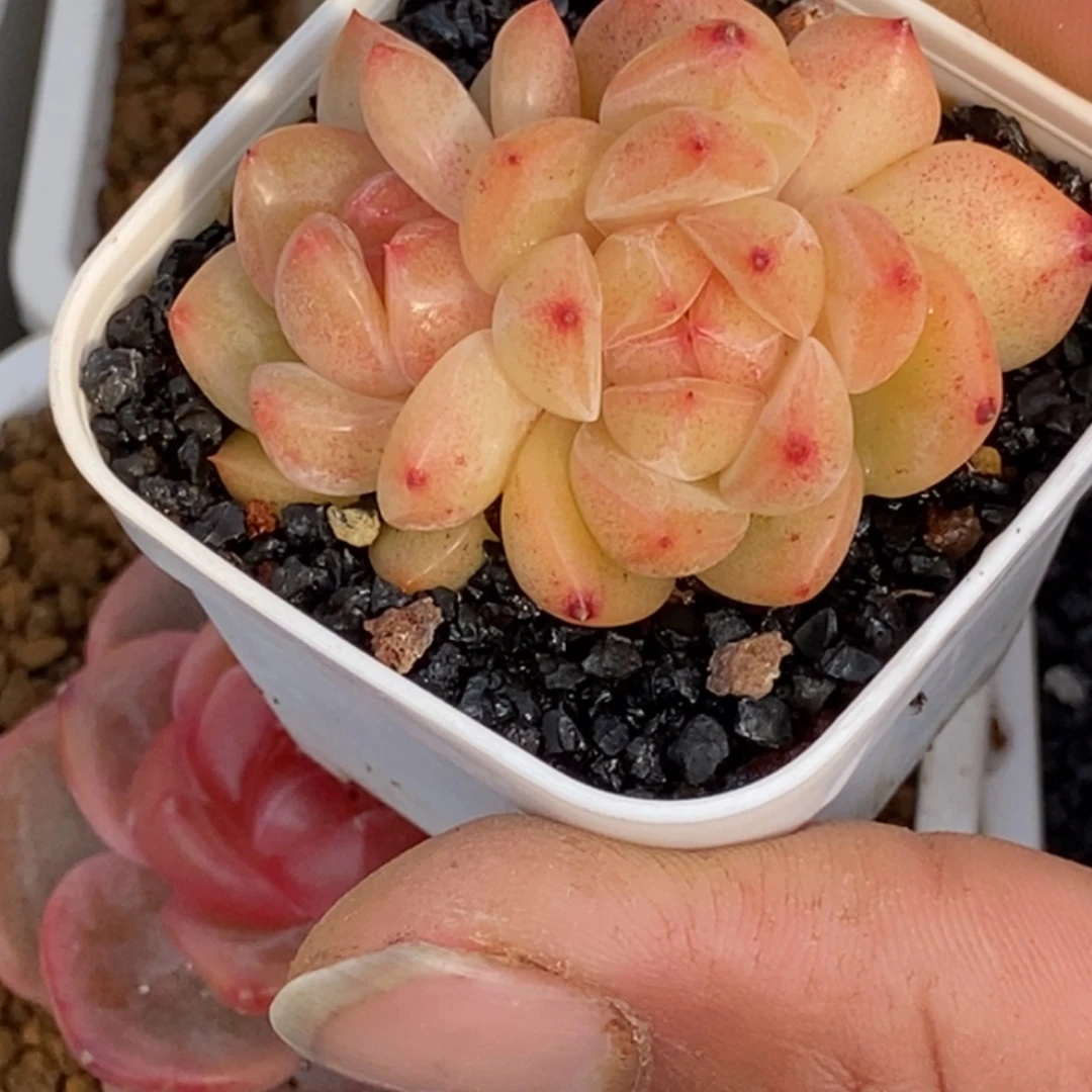 天官赐福百无禁忌