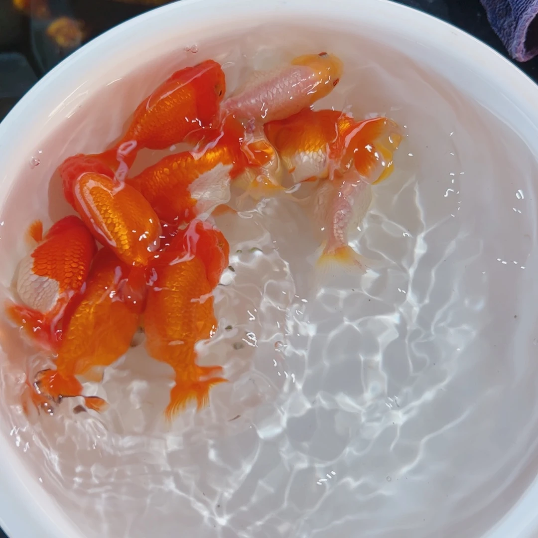 悦***儒海水鱼111111111111