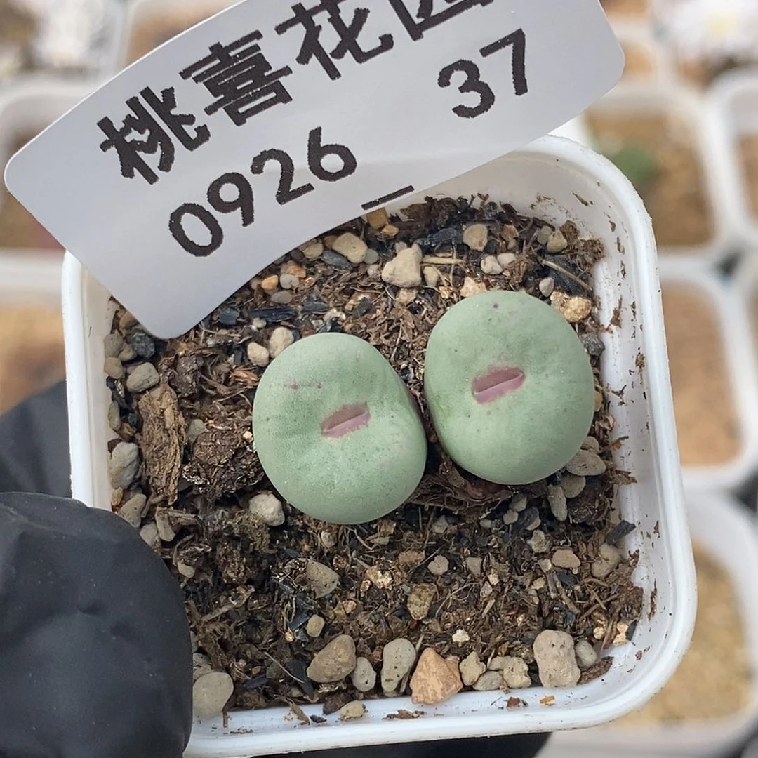 0926-37-红嘴。