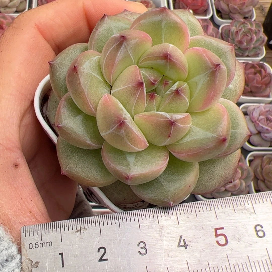 我****?647 多肉植物组合