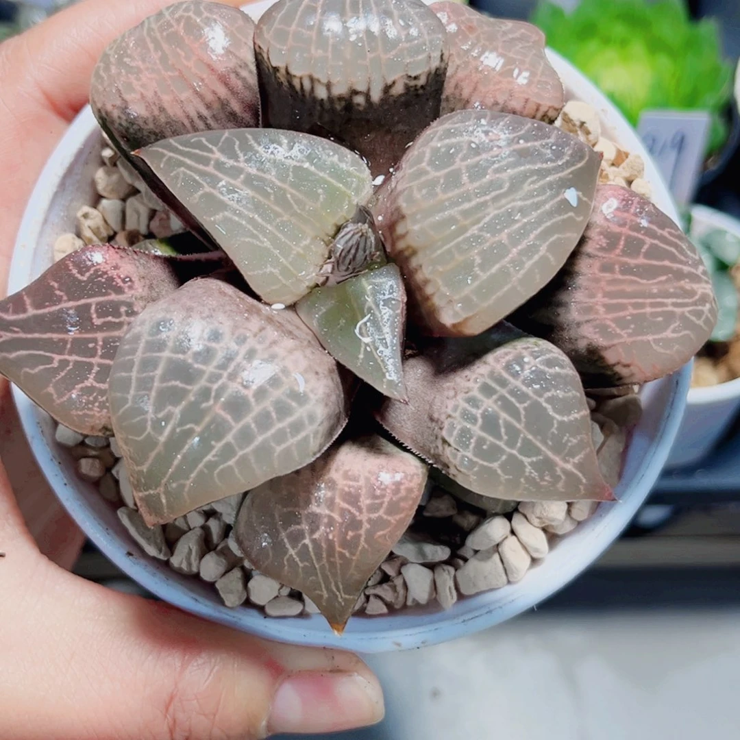 粉玻璃康平多肉植物6666