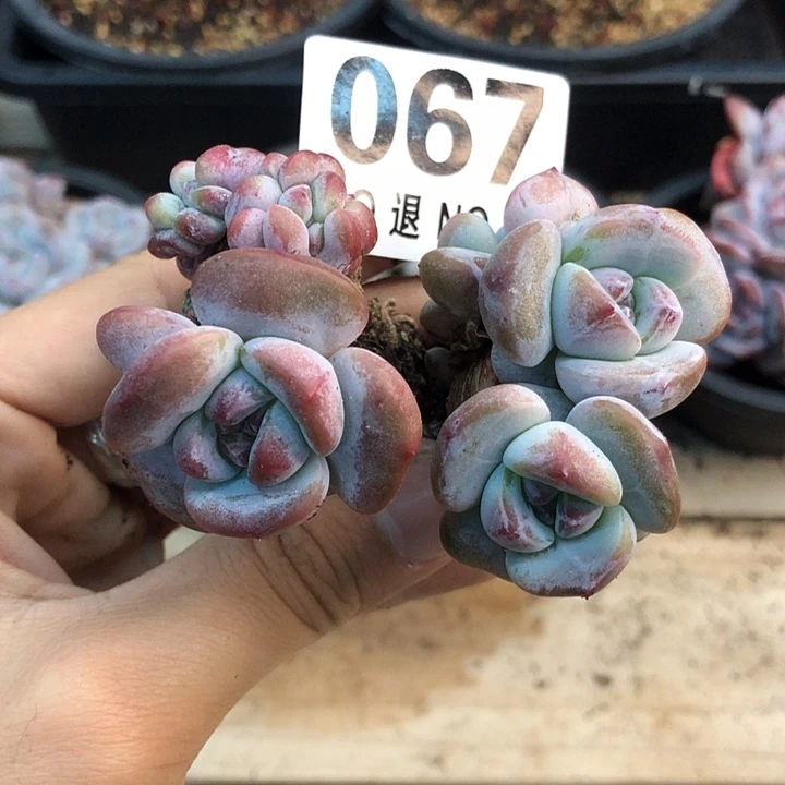 星影石榴籽福利出咯 067