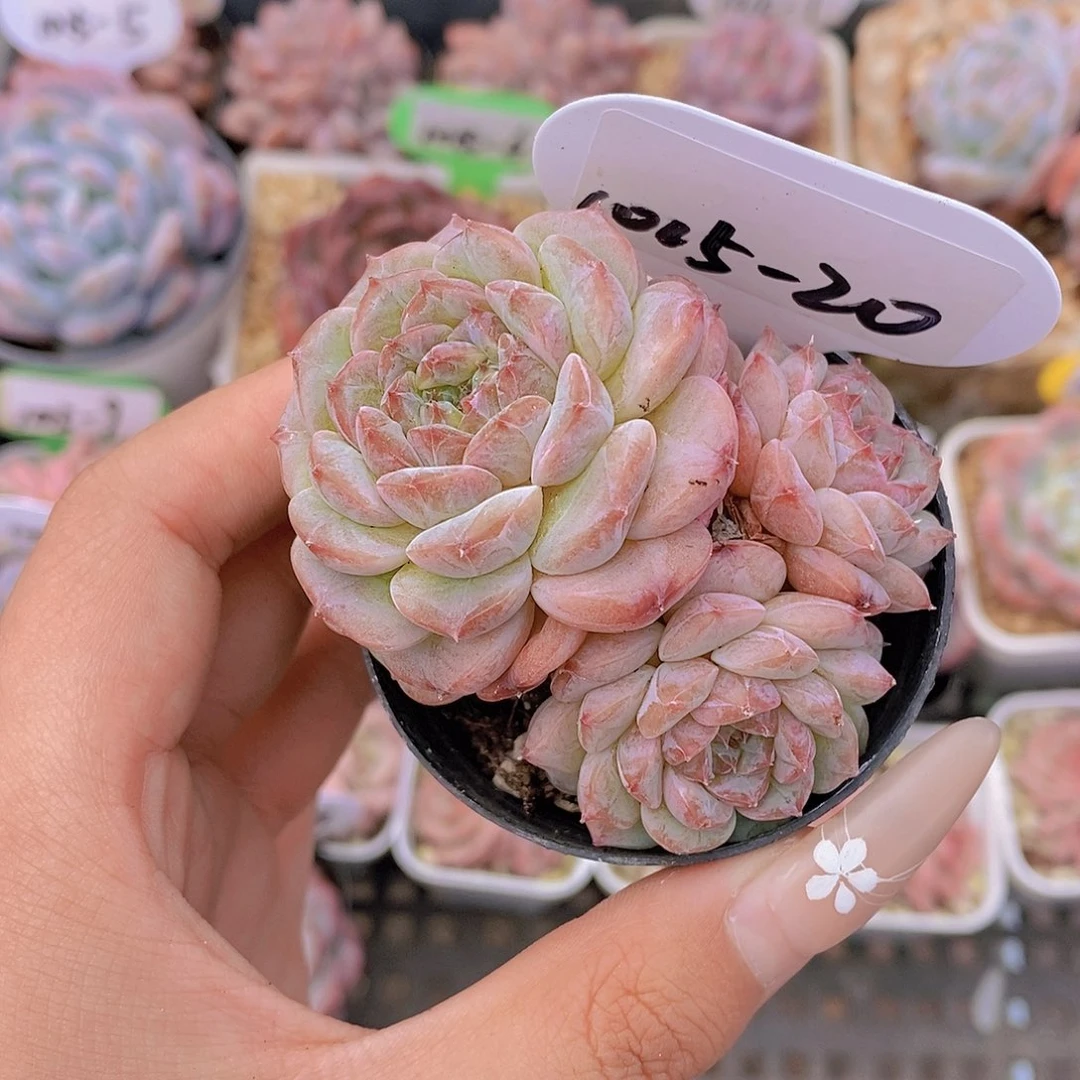 1015-20-孤品糖心三头福利一颗一物一拍