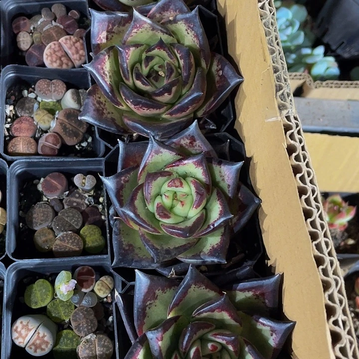 黑炭6.8带盆土发货