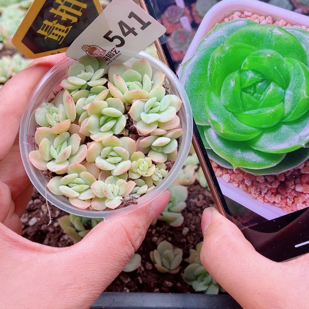 多肉植物多肉植物