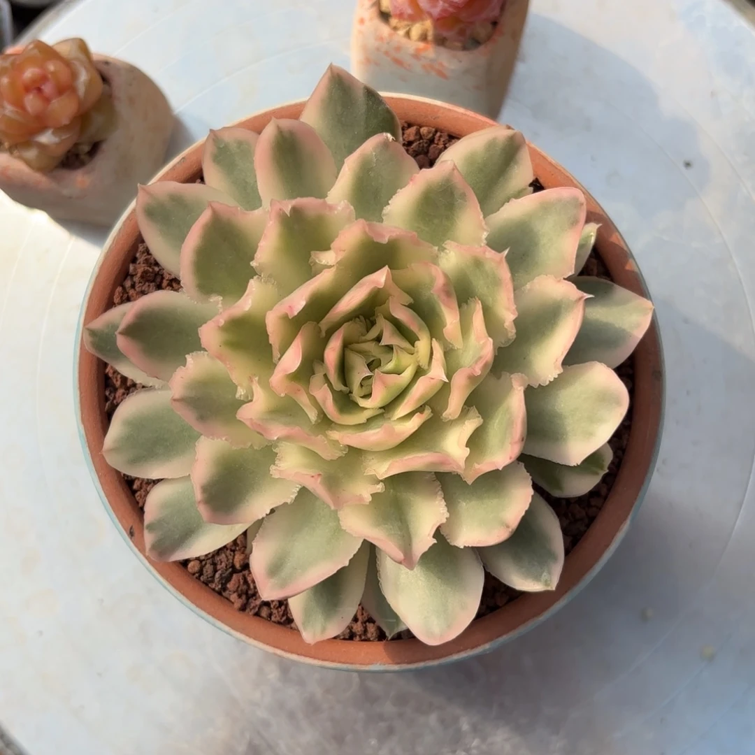 紫蝴蝶锦一物一拍