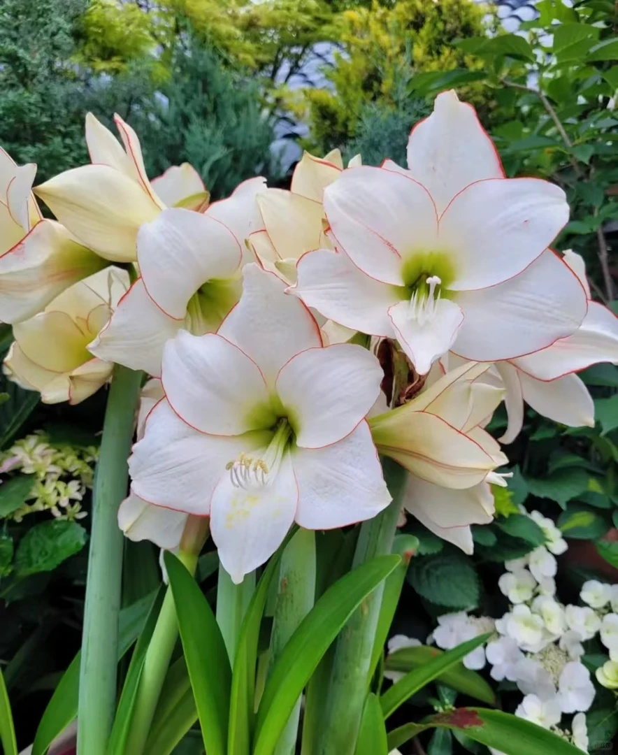 花边石竹指定的那一坨