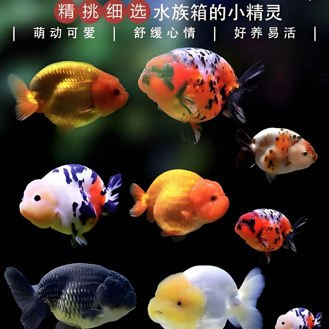 6-8cm兰寿金鱼大体兰寿金鱼观赏鱼直播间自选（到货拍开箱视频）