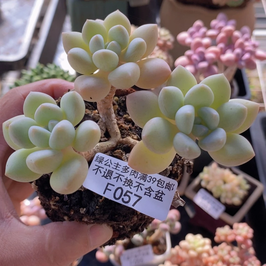 泡泡糖老桩8cm057多肉植物