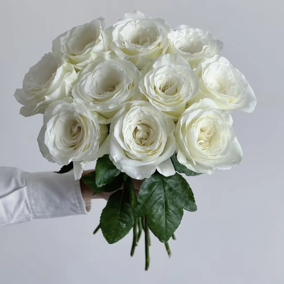 两单包邮！白如玉玫瑰20只（20%不售后）
