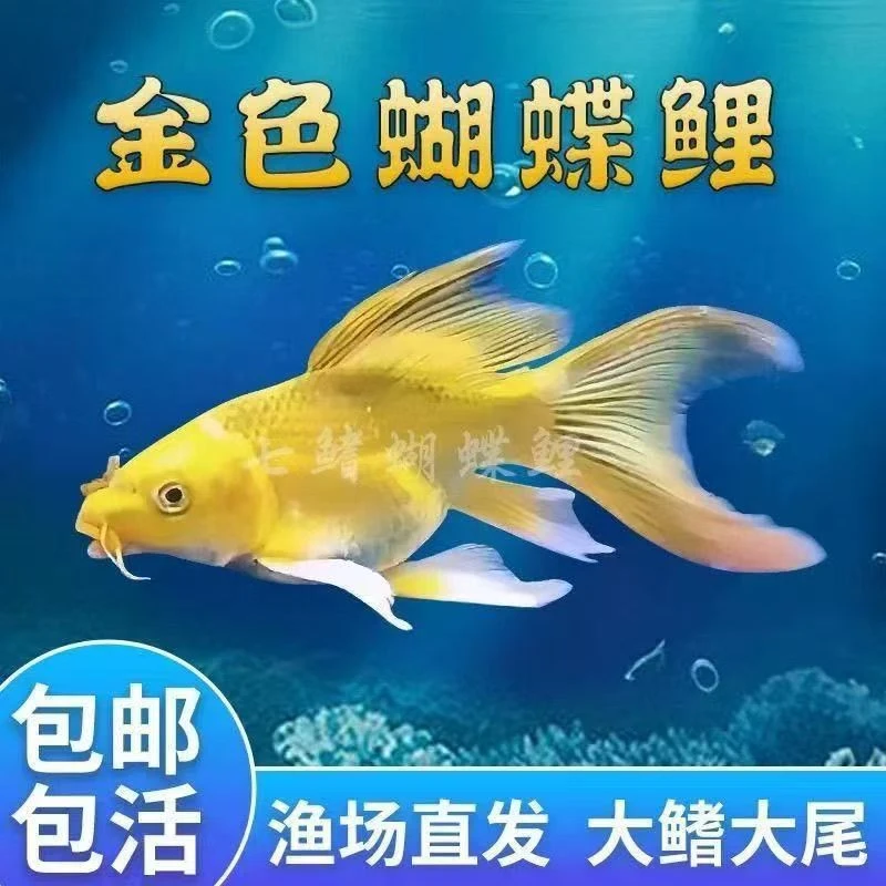 纯种台系蝴蝶鲤金色，红色，黑色五代肚包金墨蝶可混养！