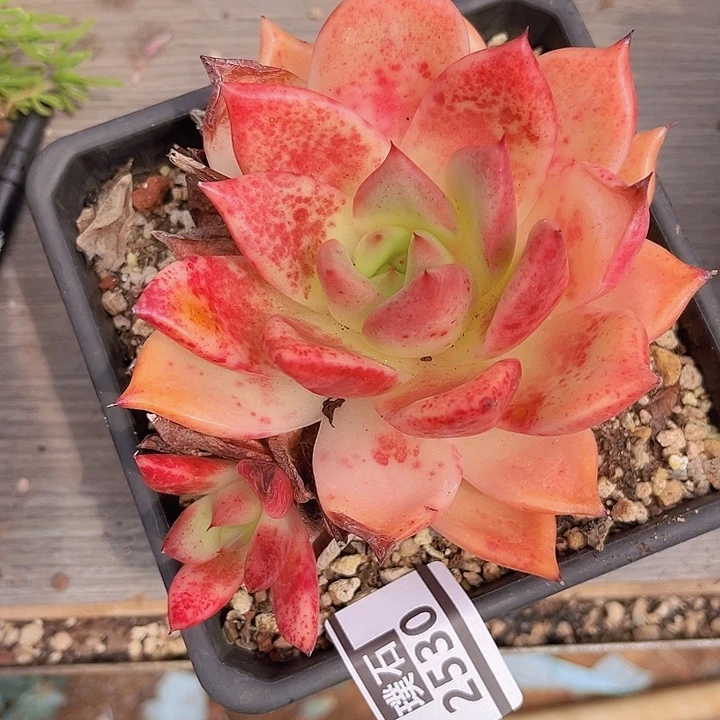 东云杂2530多肉植物
