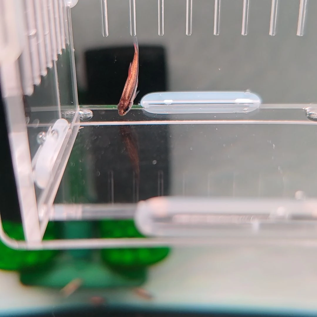 灯科鱼精选白金血红魔鬼