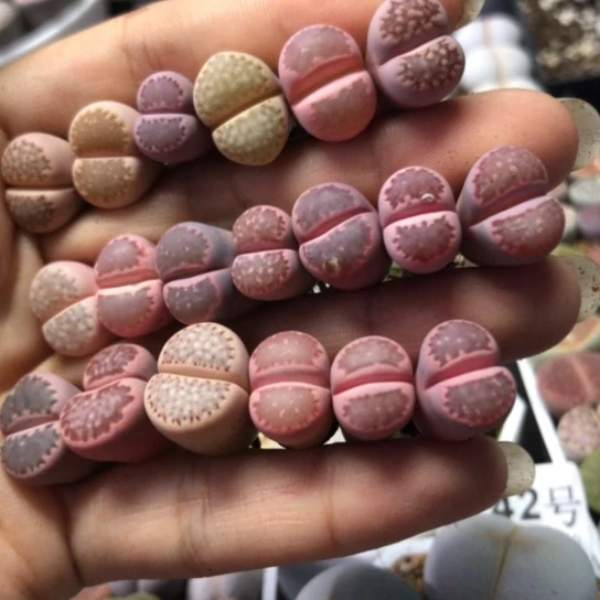 无花朵0718，粉锦1.2-1.5厘米如图微徒19棵