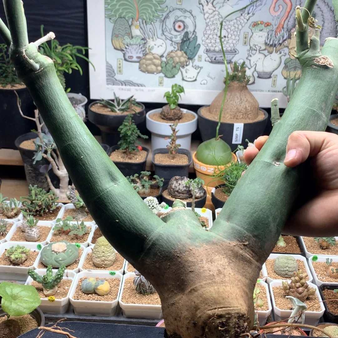 四***?毒腺蔓多肉脱土