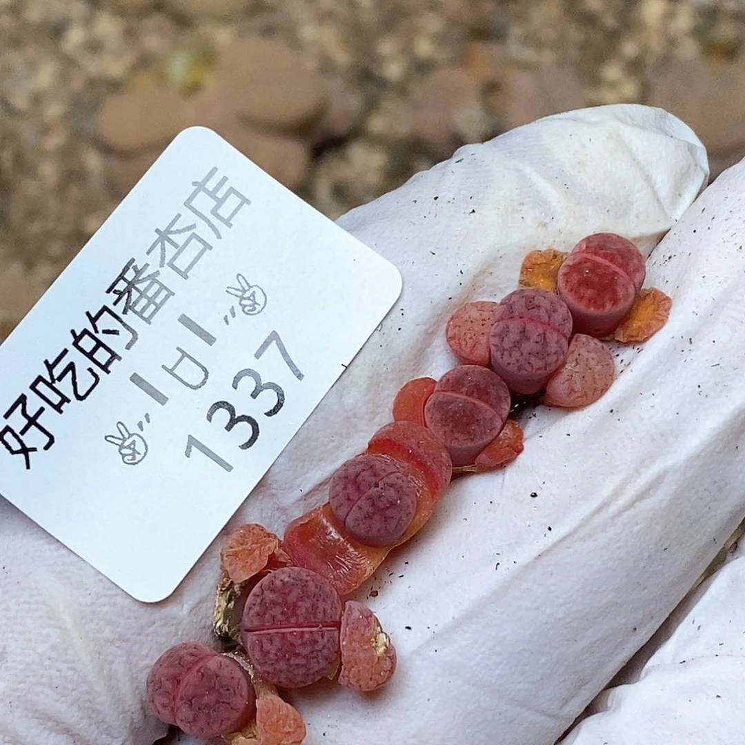 1337。零下拍保温。