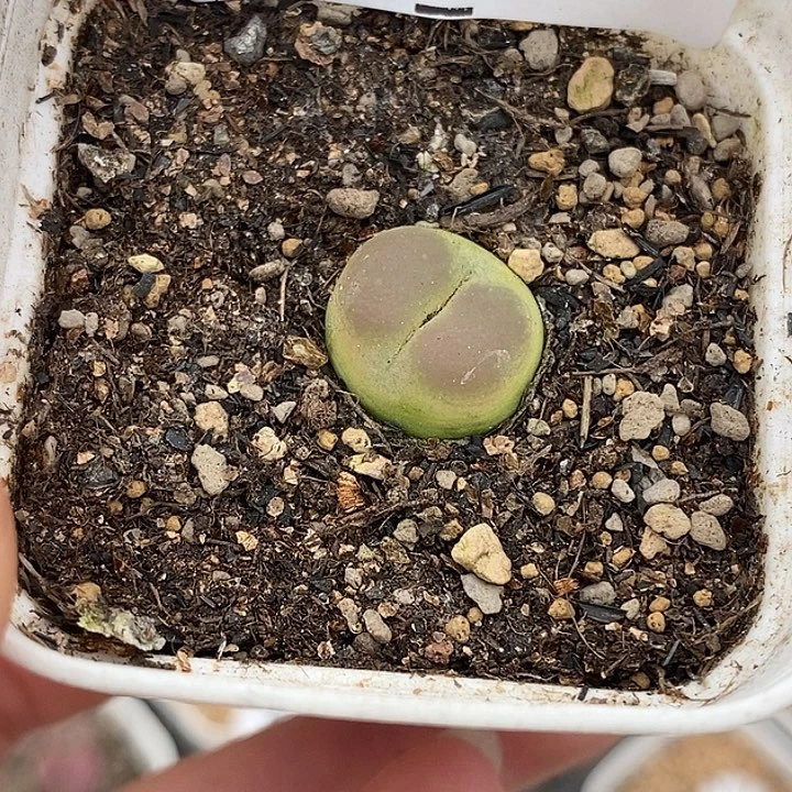 0918-49-拉登福利。