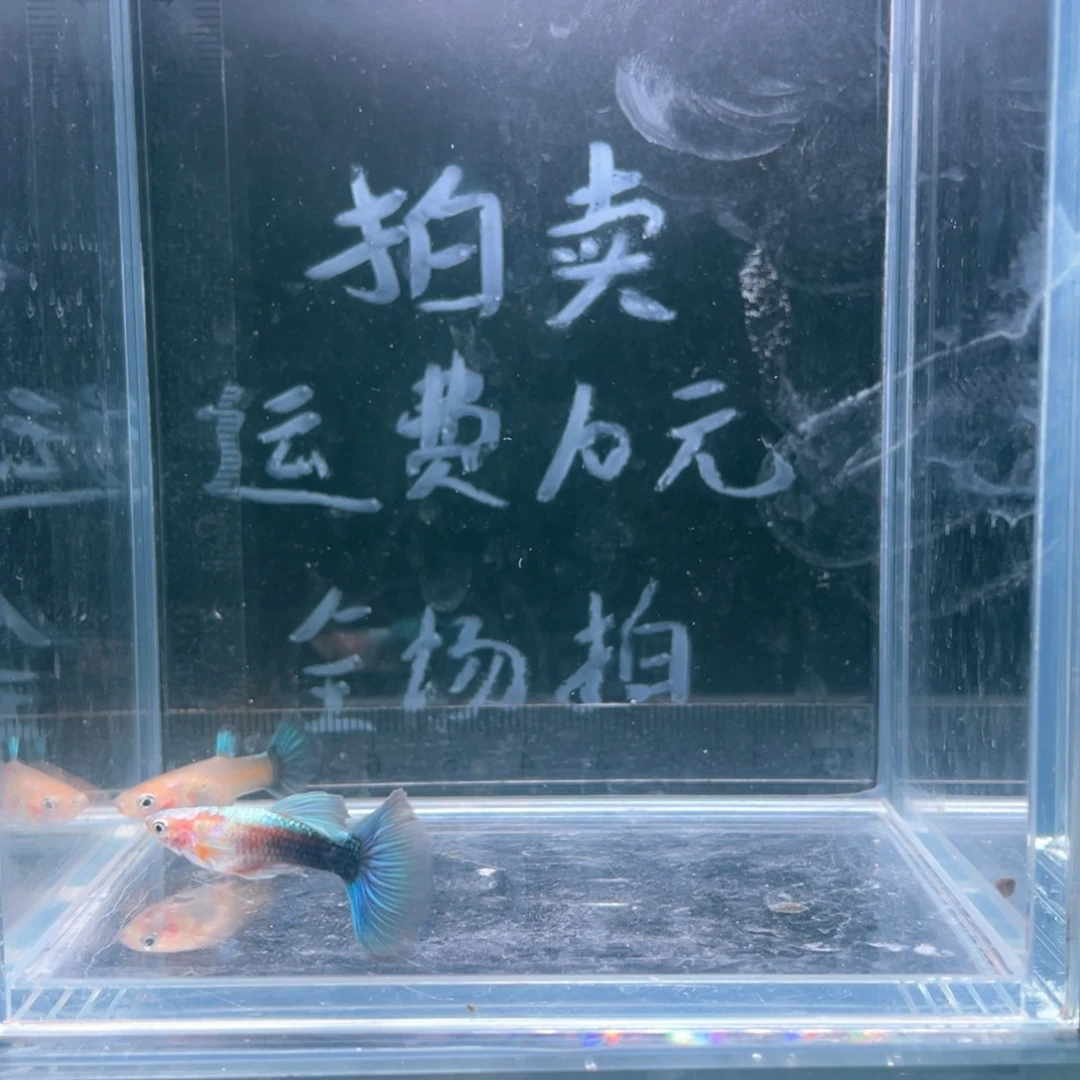 孔雀鱼满鳞黄化蓝礼服飞船一对