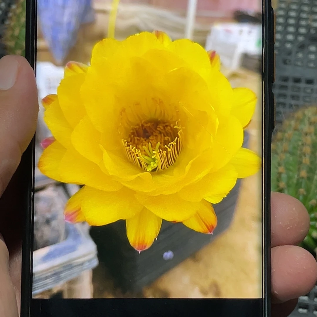 毛黄金酒杯侧芽 歪 满20包邮5公分