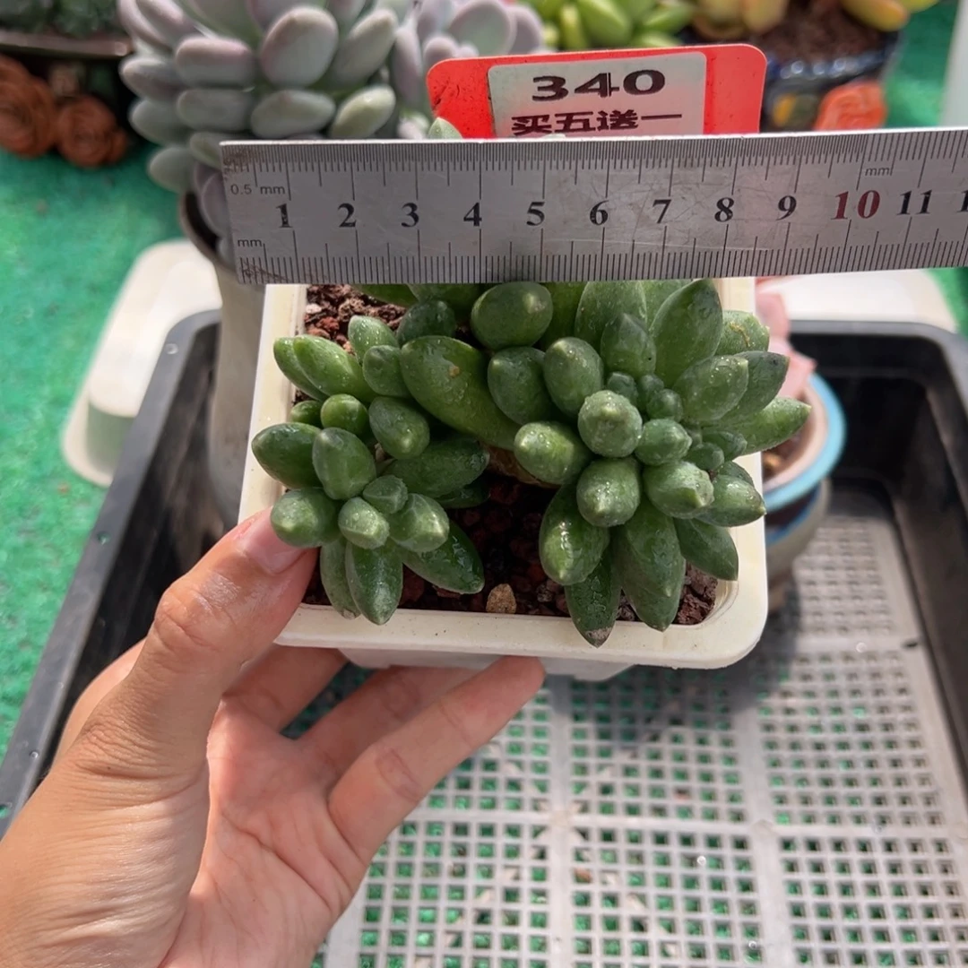 表妹精品多肉植物340.