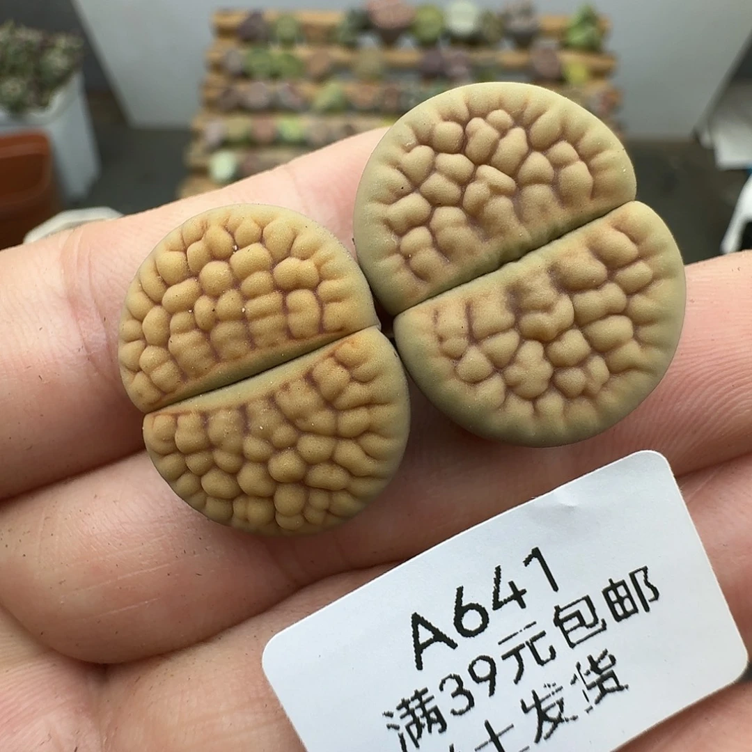 641多肉哈哈哈哈哈哈哈