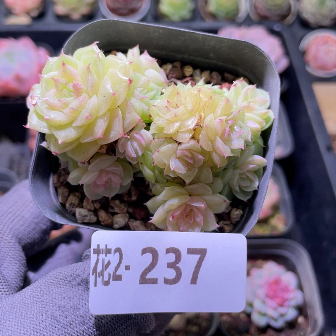 花利美 2-237麦秆群