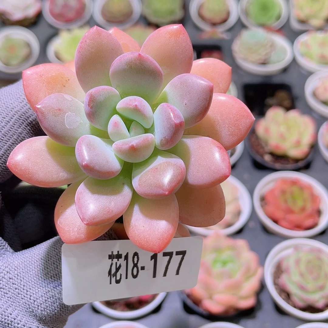 花利美18-177白鹭