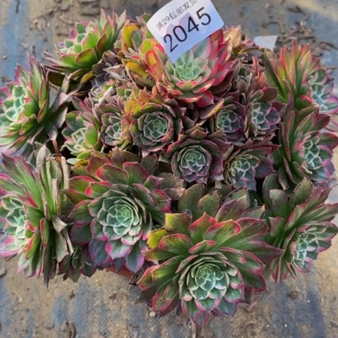 莲花座多肉植物2045